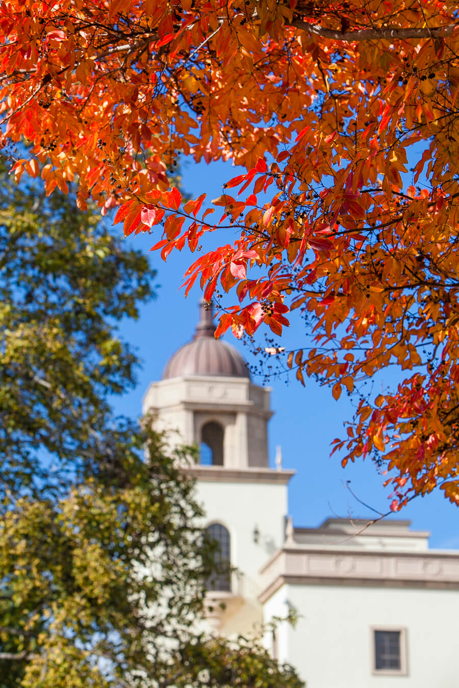 USD campus fall foliage