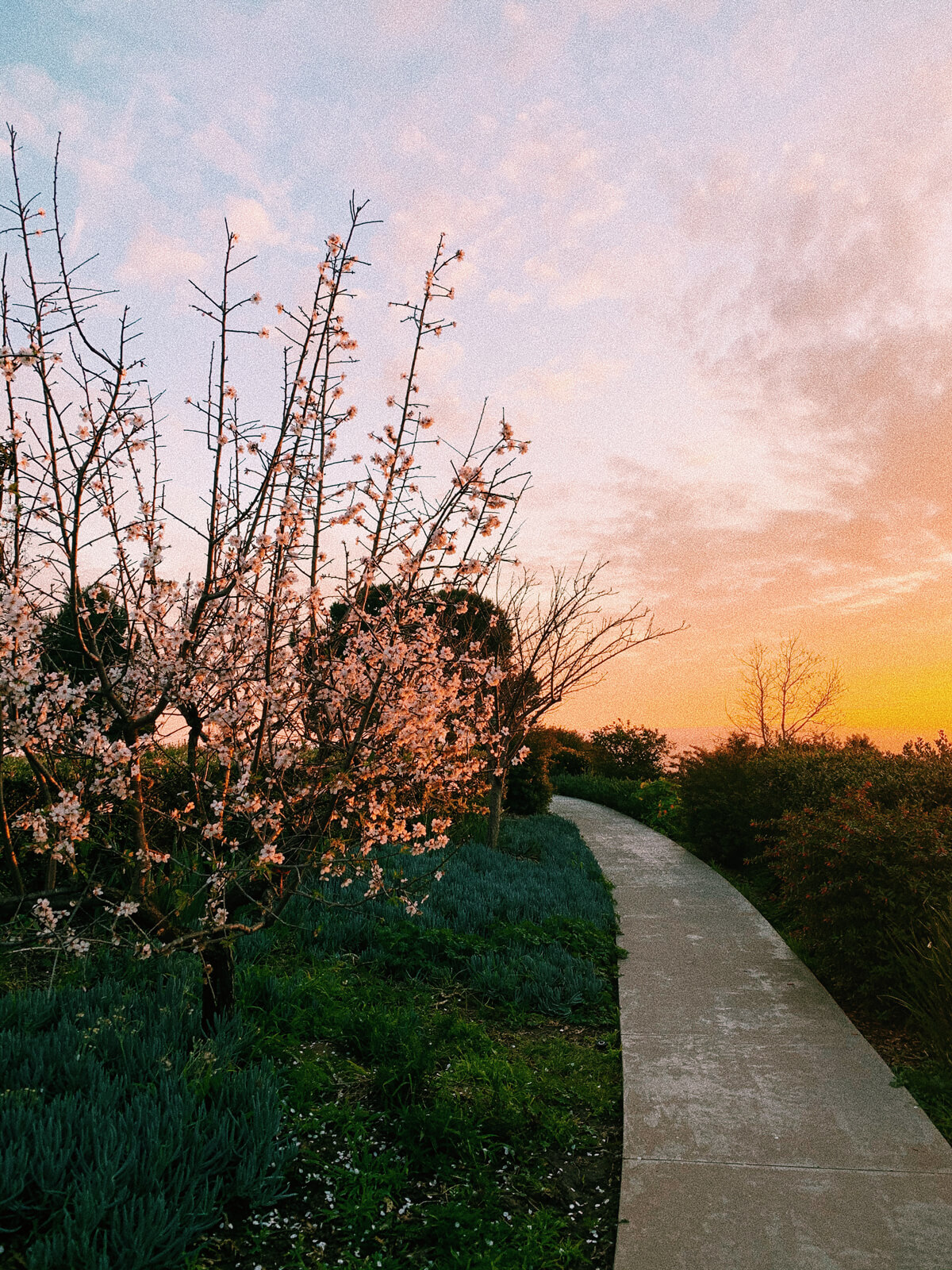 USD campus sunset