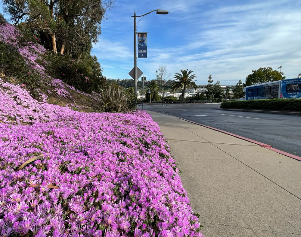 USD campus west entrance