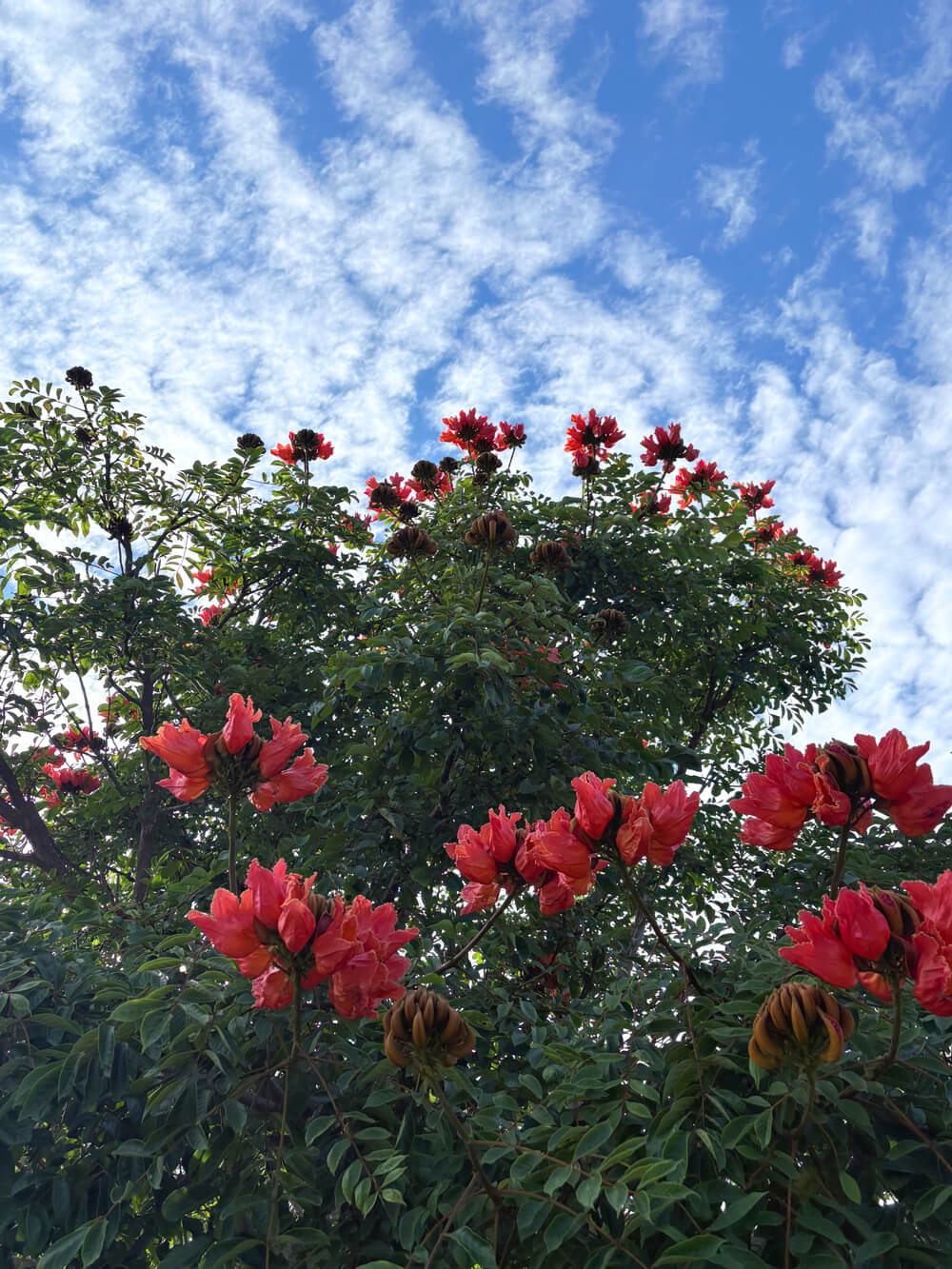 USD campus flowers