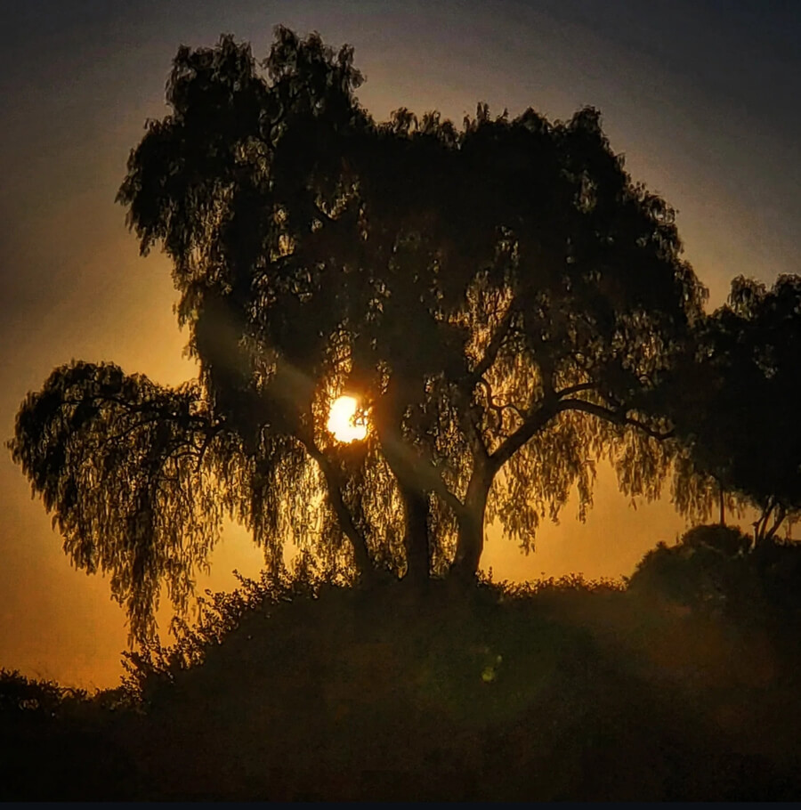 USD campus sunset
