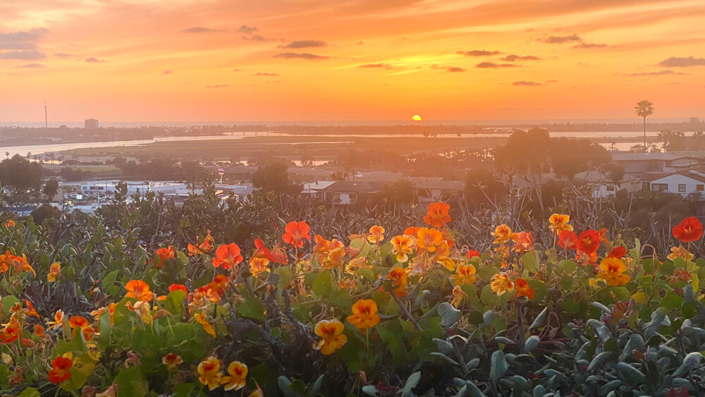 USD campus flowers