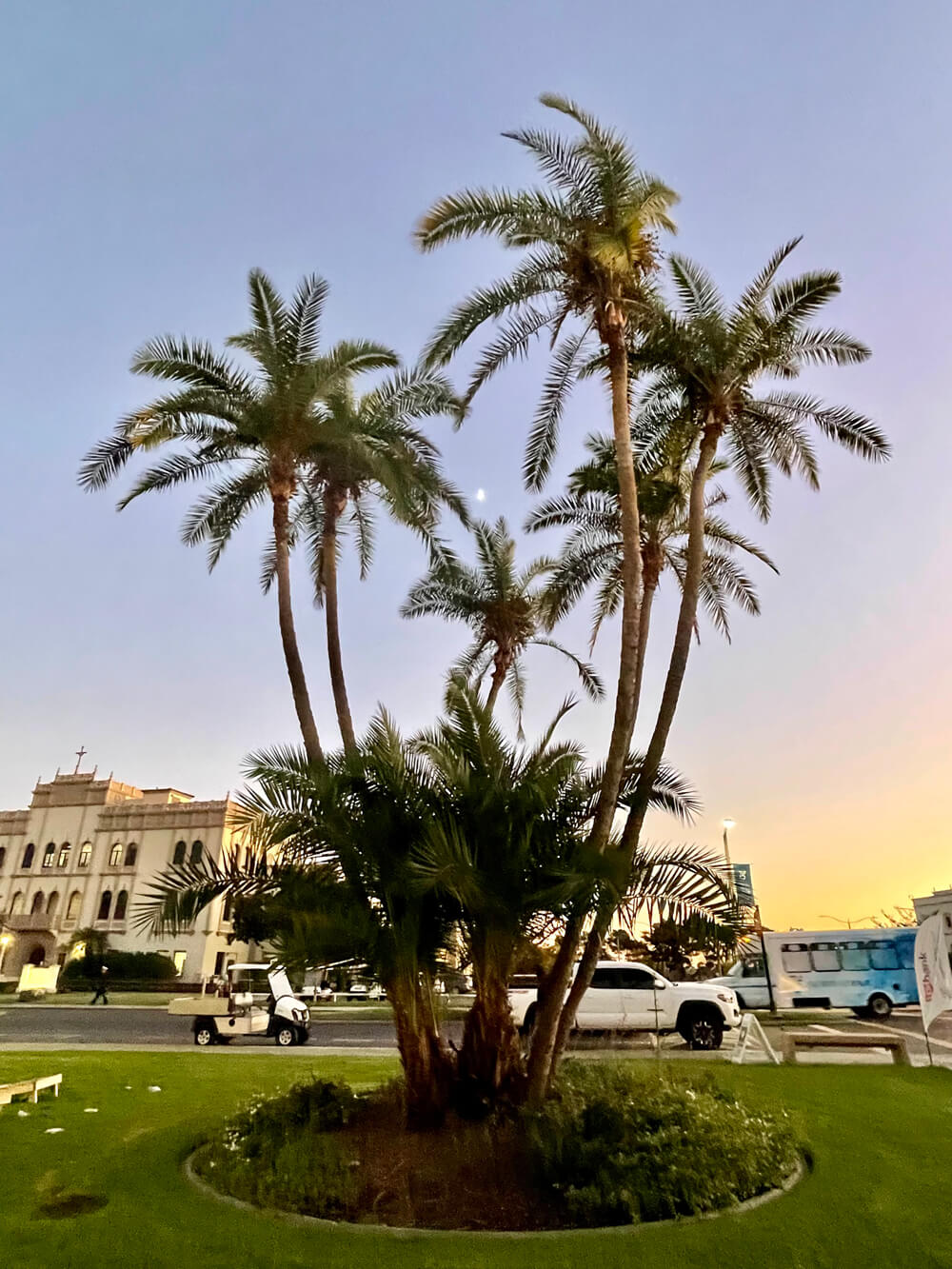 USD campus evening palm trees