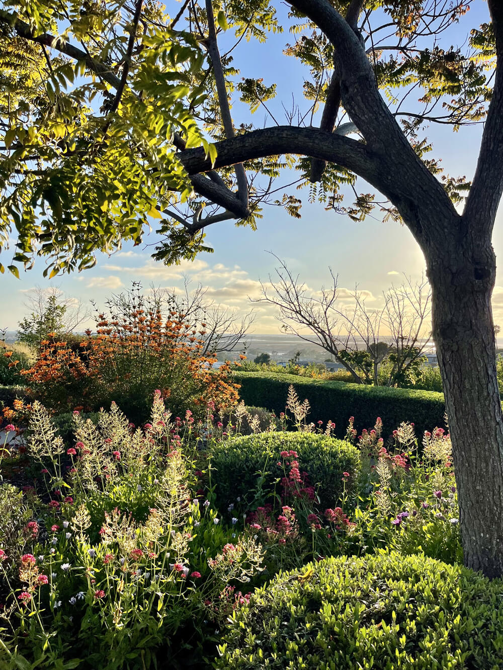 usd campus flowers