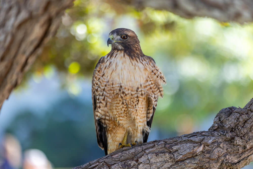 hawk close-up