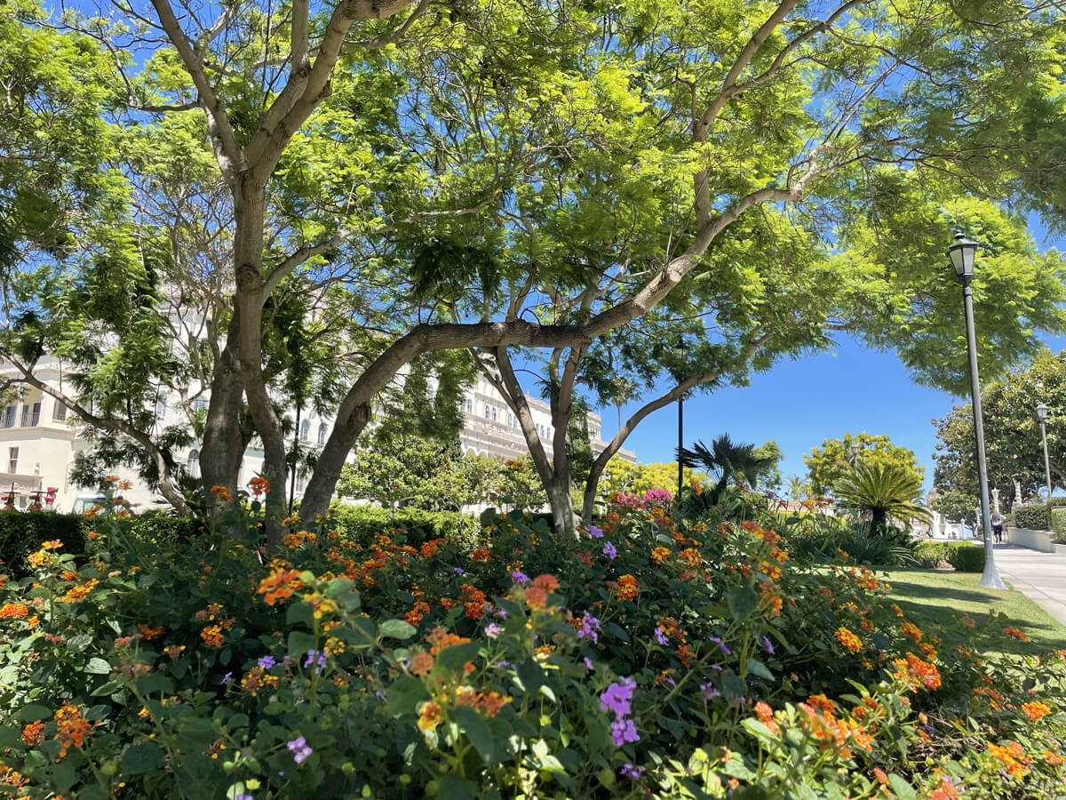 usd campus flowers