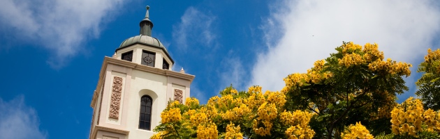 tree with yellow blooms in front of spire of usd campus building